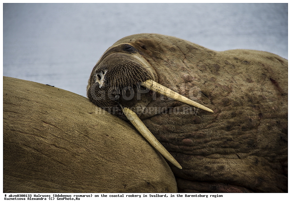����, Odobenus rosmarus, �������, ����������, ����, ��������� ����, ����������, ���������, ���������� , �������, ���������, ������� ���������� ������
