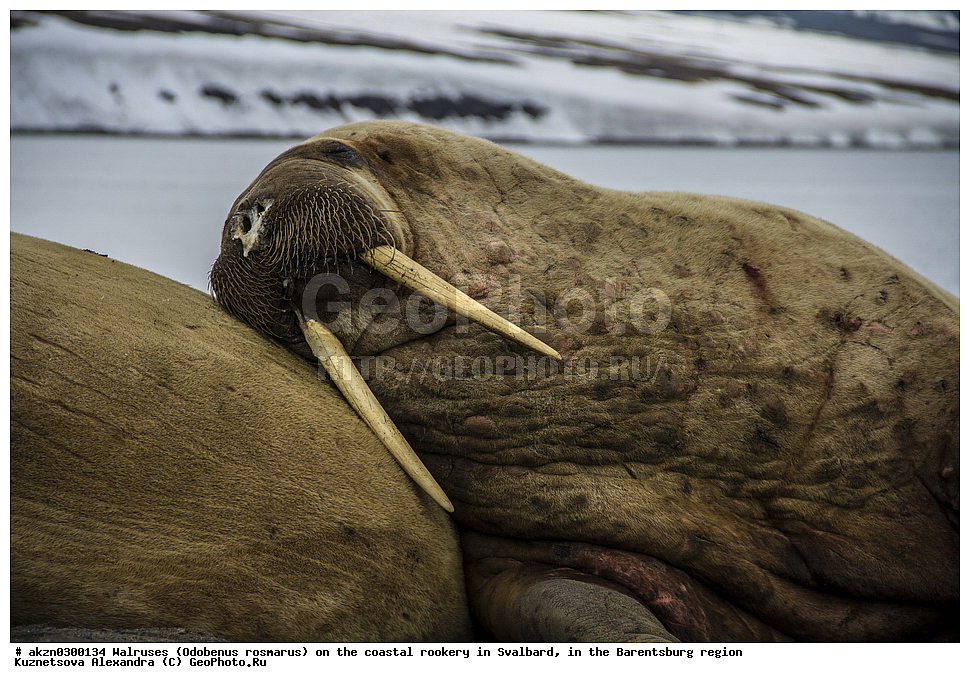 ����, Odobenus rosmarus, �������, ����������, ����, ��������� ����, ����������, ���������, ���������� , �������, ���������, ������� ���������� ������