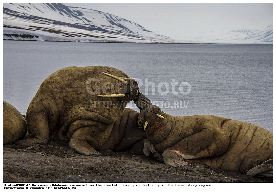 ����, Odobenus rosmarus, �������, ����������, ����, ��������� ����, ����������, ���������, ���������� , �������, ���������, ������� ���������� ������