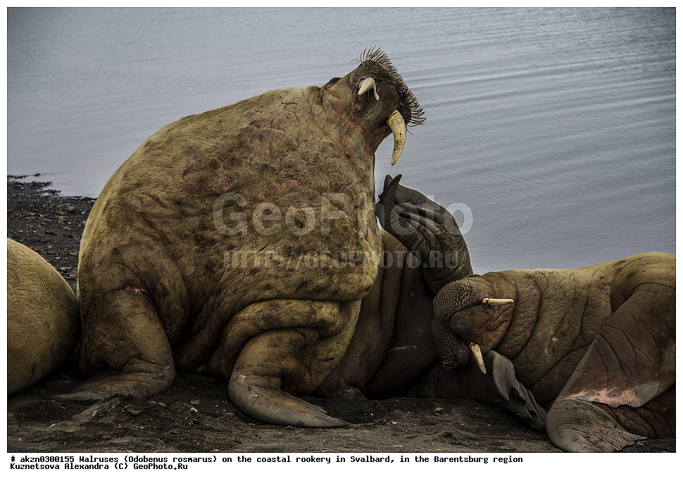 ����, Odobenus rosmarus, �������, ����������, ����, ��������� ����, ����������, ���������, ���������� , �������, ���������, ������� ���������� ������