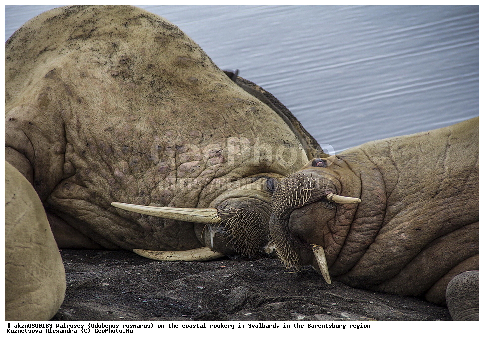 ����, Odobenus rosmarus, �������, ����������, ����, ��������� ����, ����������, ���������, ���������� , �������, ���������, ������� ���������� ������