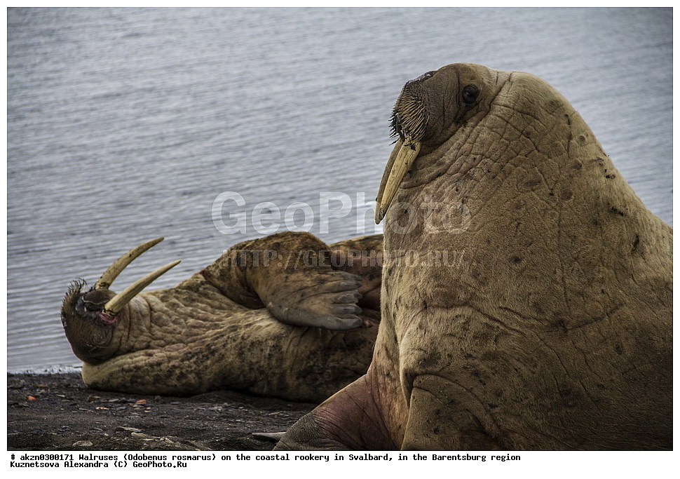 ����, Odobenus rosmarus, �������, ����������, ����, ��������� ����, ����������, ���������, ���������� , �������, ���������, ������� ���������� ������
