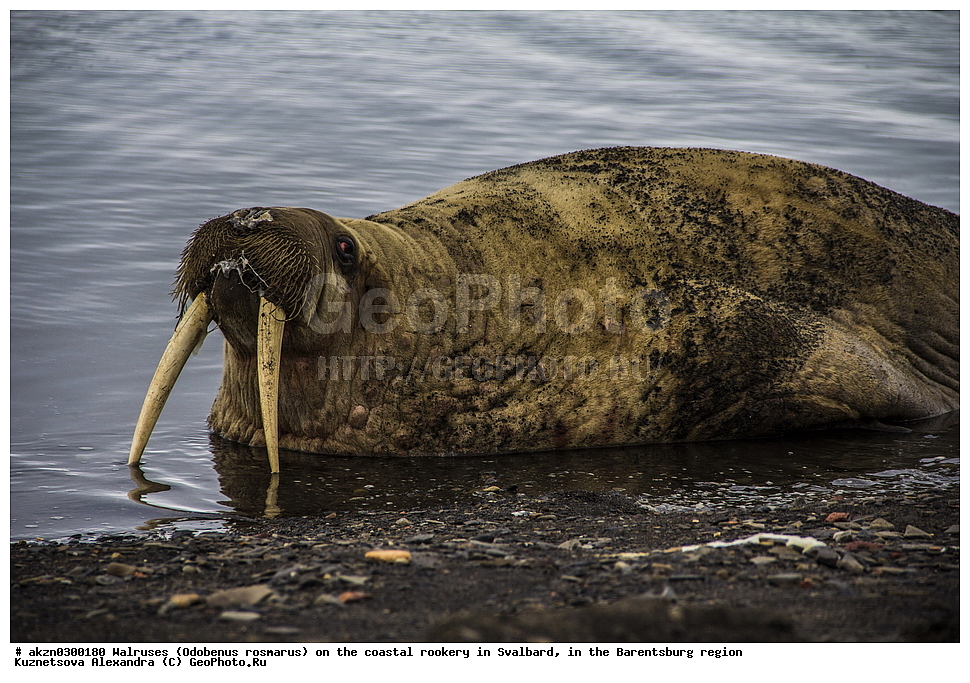 ����, Odobenus rosmarus, �������, ����������, ����, ��������� ����, ����������, ���������, ���������� , �������, ���������, ������� ���������� ������