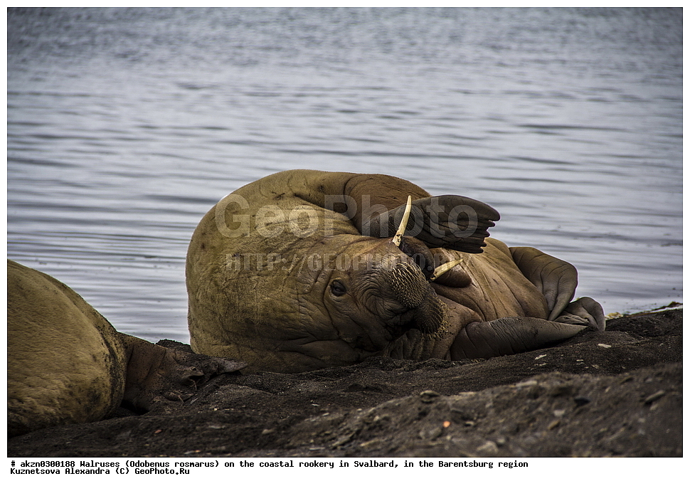 ����, Odobenus rosmarus, �������, ����������, ����, ��������� ����, ����������, ���������, ���������� , �������, ���������, ������� ���������� ������