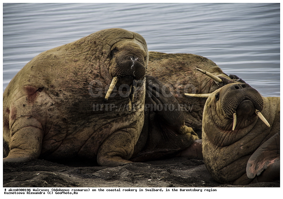 ����, Odobenus rosmarus, �������, ����������, ����, ��������� ����, ����������, ���������, ���������� , �������, ���������, ������� ���������� ������