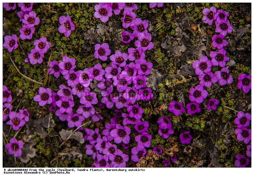 ����������, ��������, ������  ����������, ����, �����, ����������� ����� , �������, ���������, ������� ���������� ������