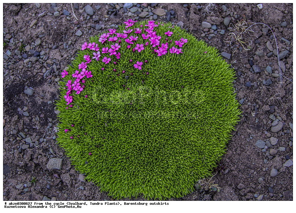 ����������, ��������, ������  ����������, ����, �����, ����������� ����� , �������, ���������, ������� ���������� ������