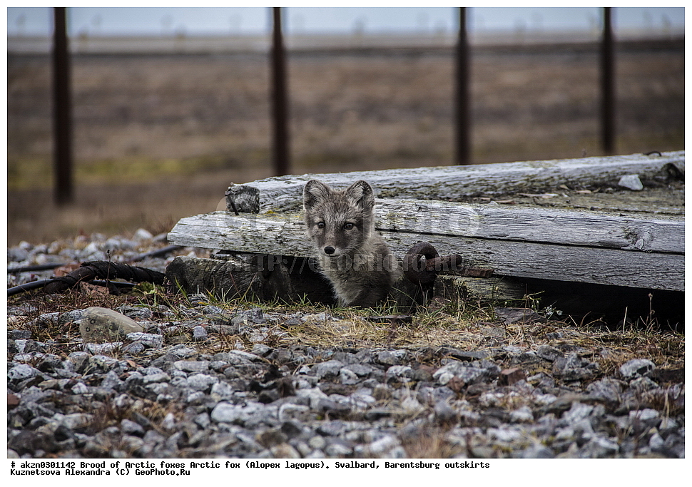  ����������,  ������,  ����������, ������, ������ ��������, �������, ���������, ������� ���������� ������