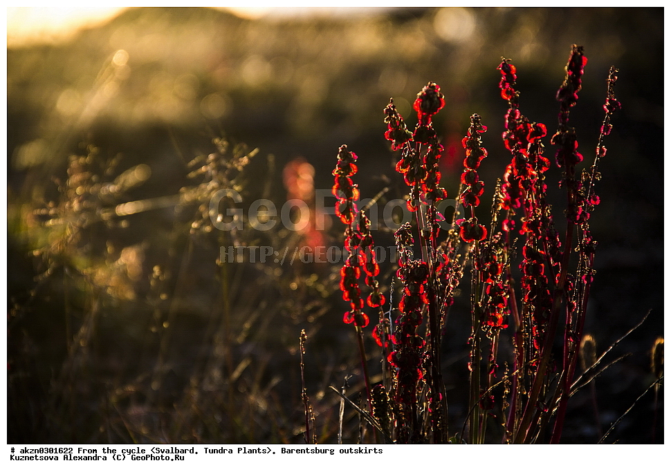 ����������, ��������, ������  ����������, ����, �����, ����������� ����� , �������, ���������, ������� ���������� ������