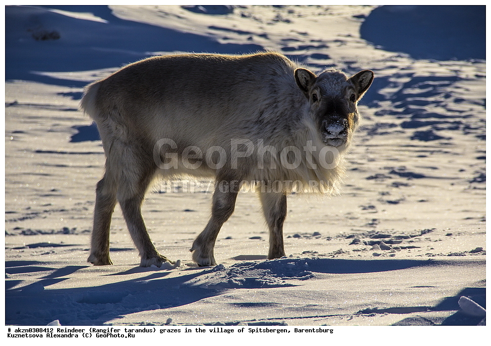 ����������,  ������,  ����������, �����, �������� �����, Rangifer tarandus, �������, ���������, ������� ���������� ������