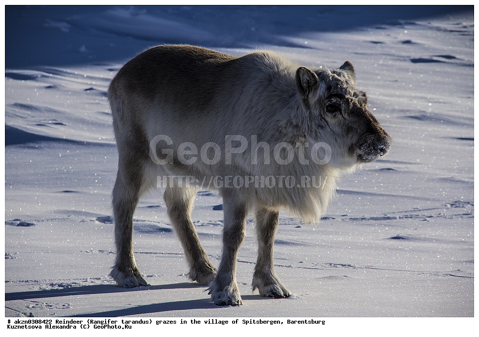 ����������,  ������,  ����������, �����, �������� �����, Rangifer tarandus, �������, ���������, ������� ���������� ������