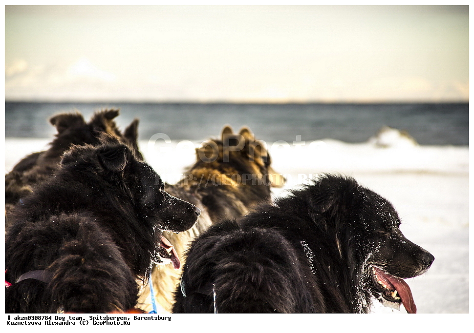 ����������,  ������,  ����������, ������� �������, ����, ������, �������, ���������, ������� ���������� ������