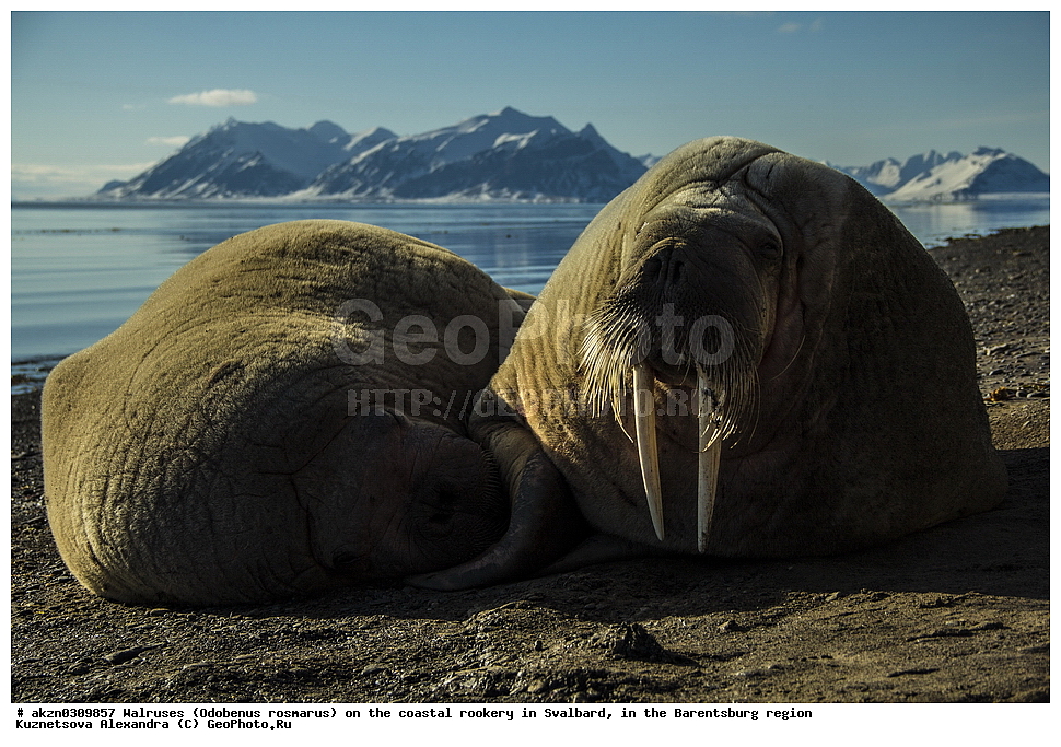 ����, Odobenus rosmarus, �������, ����������, ����, ��������� ����, ����������, ���������, ���������� , �������, ���������, ������� ���������� ������