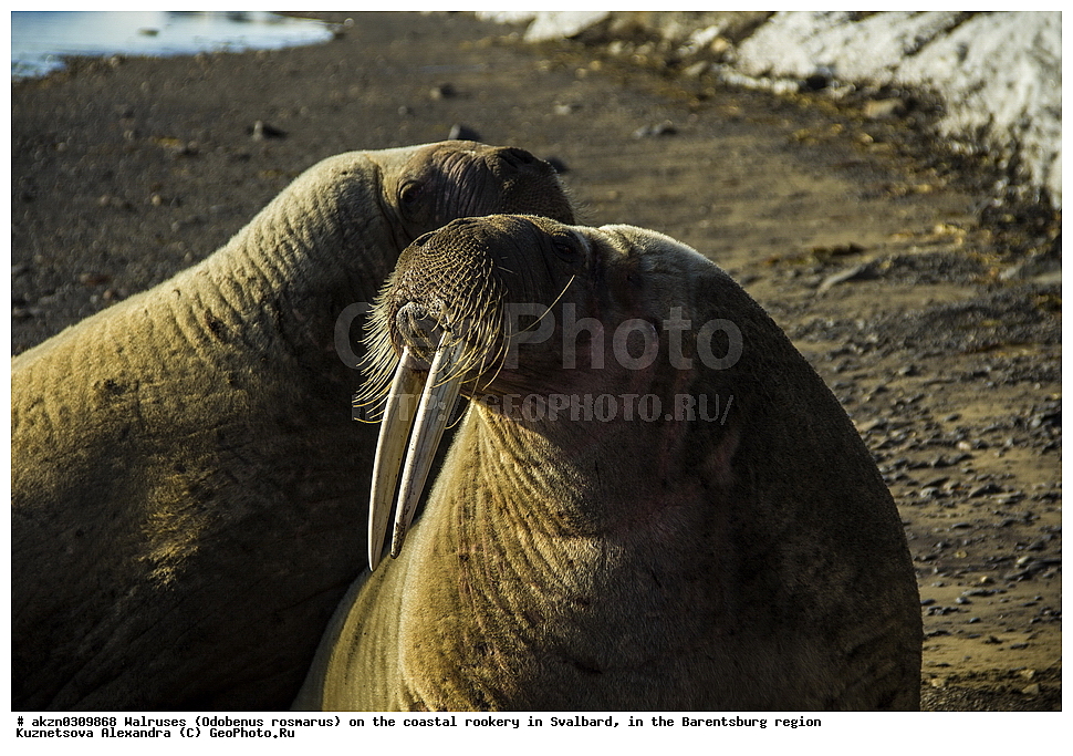 ����, Odobenus rosmarus, �������, ����������, ����, ��������� ����, ����������, ���������, ���������� , �������, ���������, ������� ���������� ������