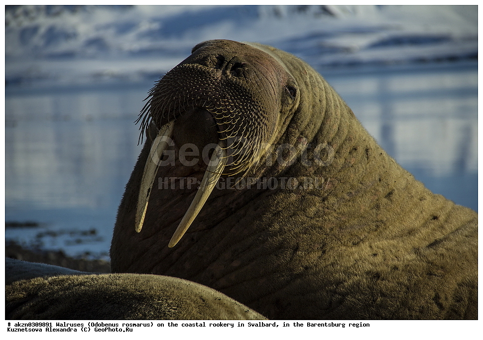 ����, Odobenus rosmarus, �������, ����������, ����, ��������� ����, ����������, ���������, ���������� , �������, ���������, ������� ���������� ������