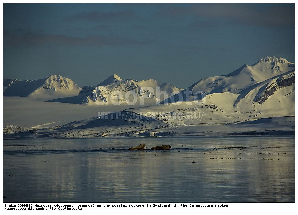 ����, Odobenus rosmarus, �������, ����������, ����, ��������� ����, ����������, ���������, ���������� , �������, ���������, ������� ���������� ������