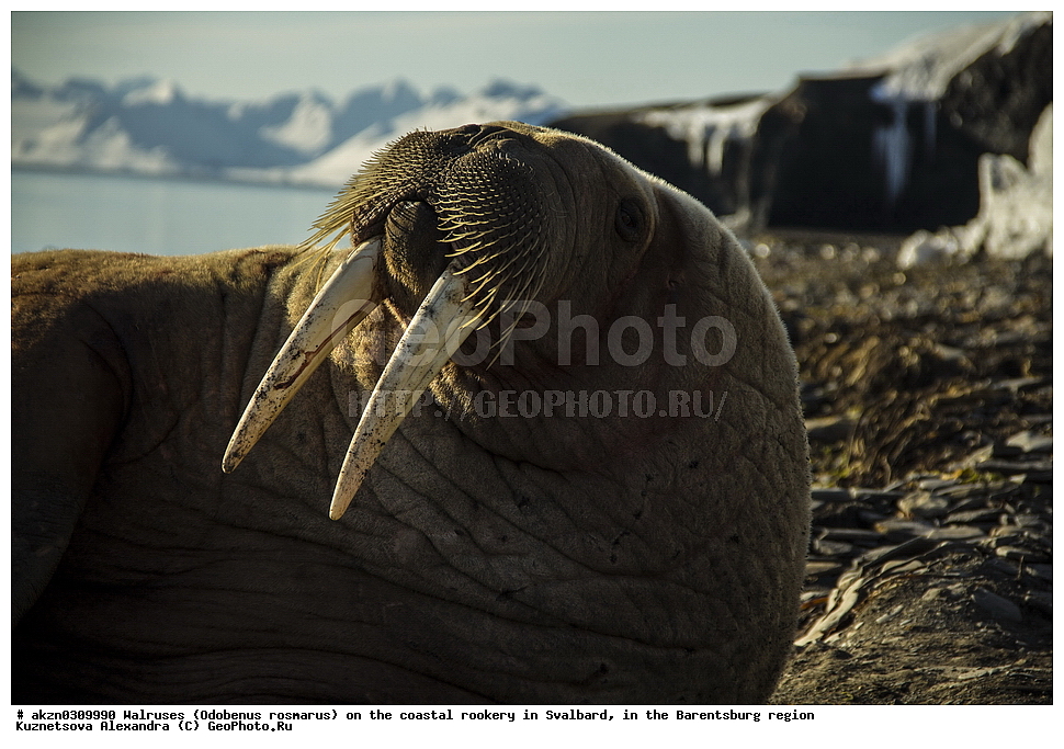 ����, Odobenus rosmarus, �������, ����������, ����, ��������� ����, ����������, ���������, ���������� , �������, ���������, ������� ���������� ������