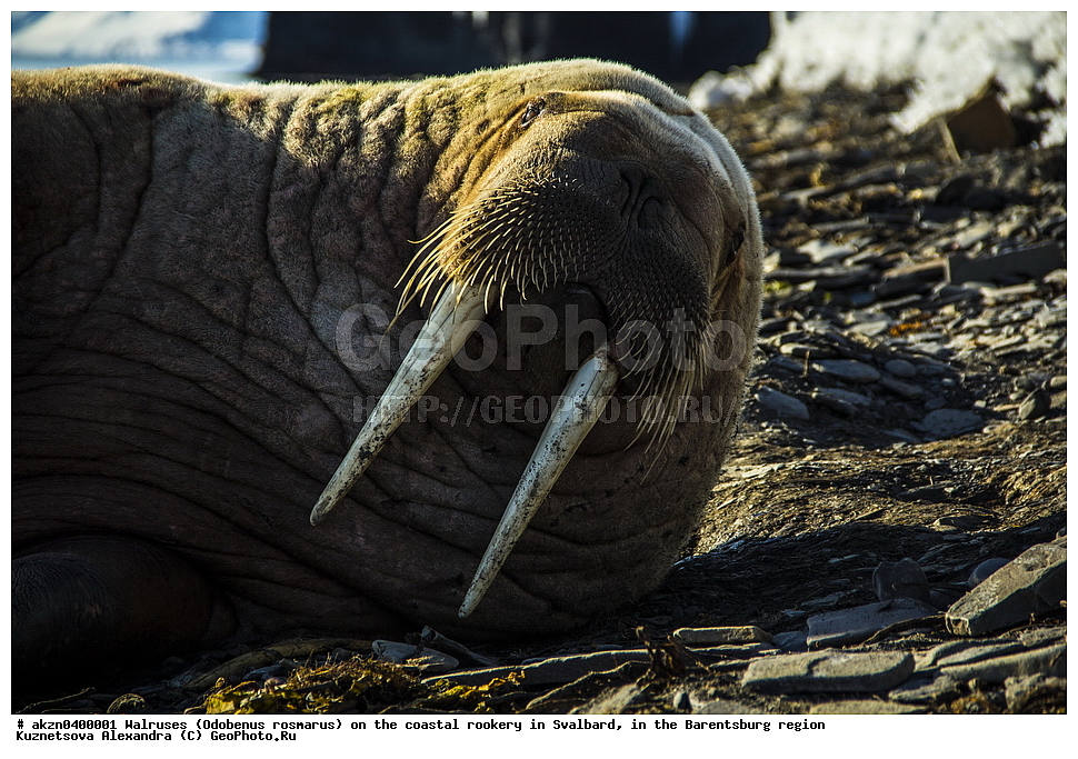 ����, Odobenus rosmarus, �������, ����������, ����, ��������� ����, ����������, ���������, ���������� , �������, ���������, ������� ���������� ������