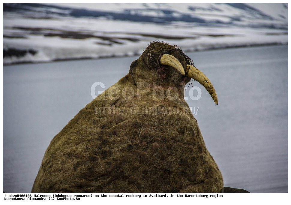 ����, Odobenus rosmarus, �������, ����������, ����, ��������� ����, ����������, ���������, ���������� , �������, ���������, ������� ���������� ������