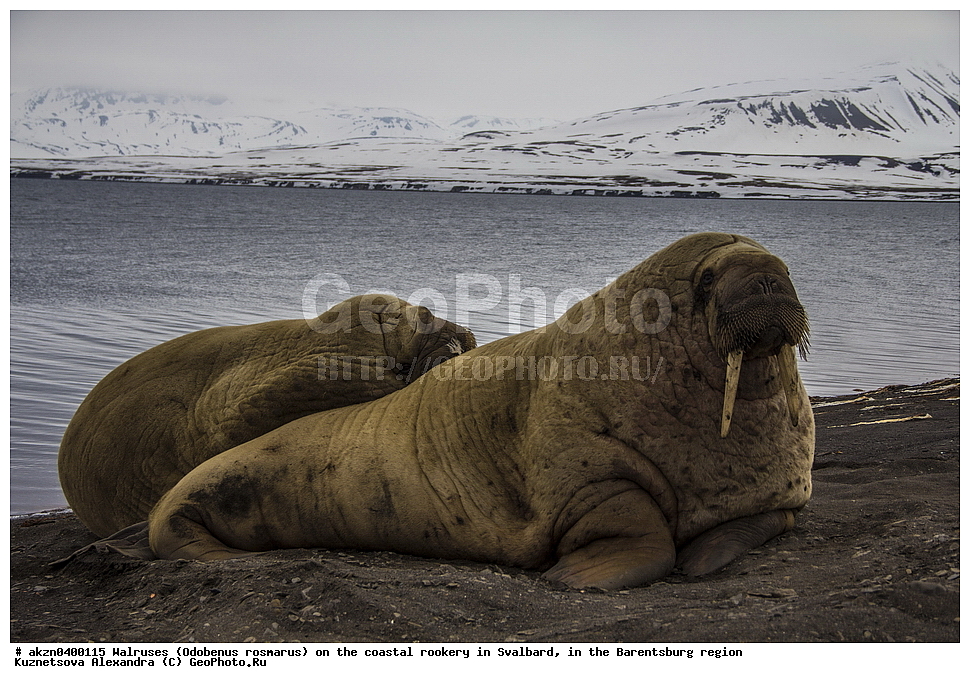 ����, Odobenus rosmarus, �������, ����������, ����, ��������� ����, ����������, ���������, ���������� , �������, ���������, ������� ���������� ������