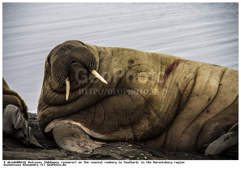 ����, Odobenus rosmarus, �������, ����������, ����, ��������� ����, ����������, ���������, ���������� , �������, ���������, ������� ���������� ������