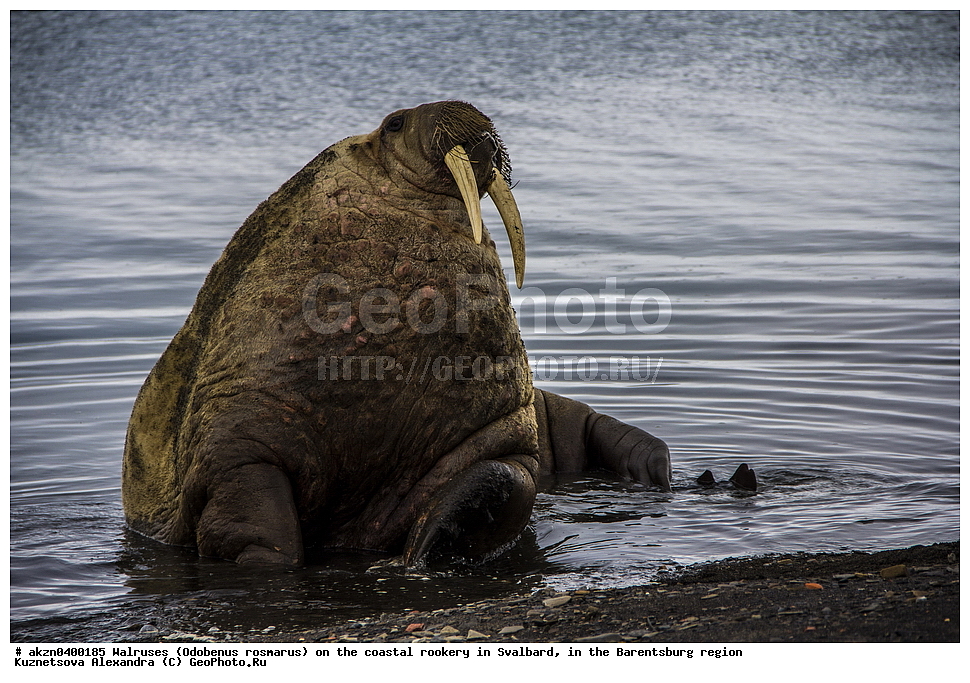 ����, Odobenus rosmarus, �������, ����������, ����, ��������� ����, ����������, ���������, ���������� , �������, ���������, ������� ���������� ������