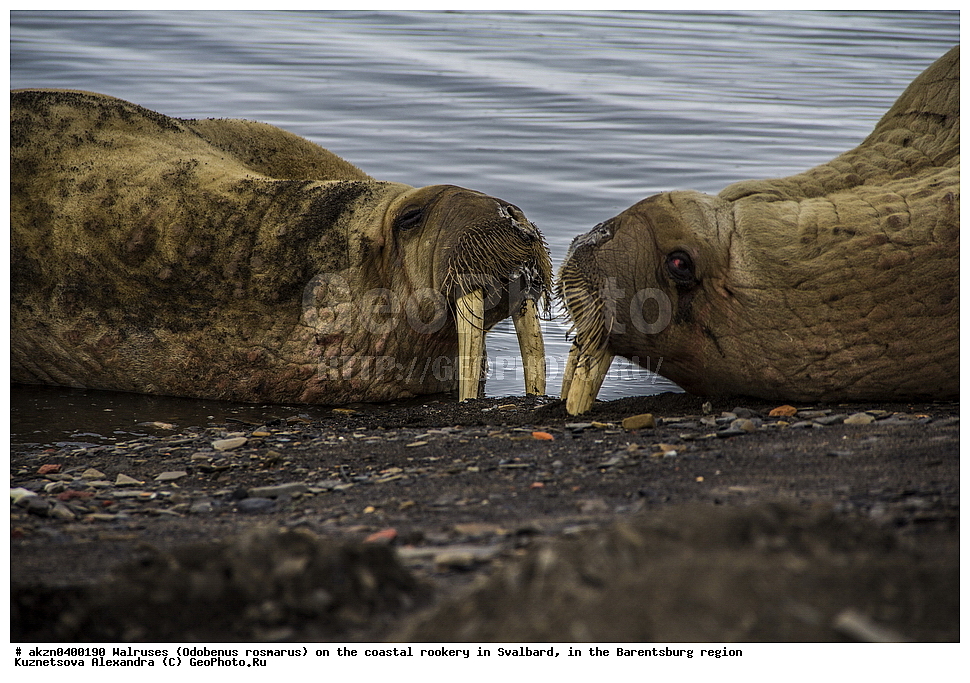 ����, Odobenus rosmarus, �������, ����������, ����, ��������� ����, ����������, ���������, ���������� , �������, ���������, ������� ���������� ������