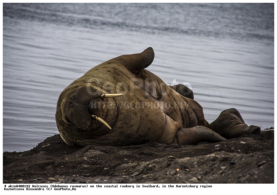 ����, Odobenus rosmarus, �������, ����������, ����, ��������� ����, ����������, ���������, ���������� , �������, ���������, ������� ���������� ������
