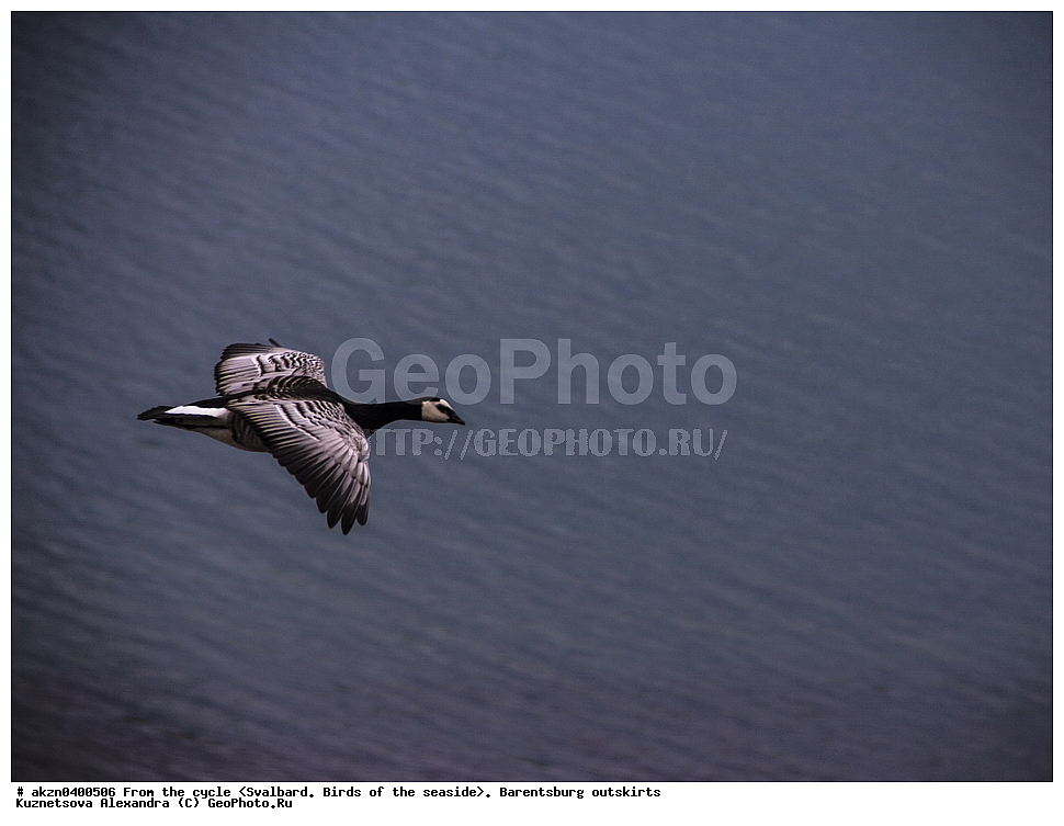 ����������, ��������, ������  ����������, ����, �����, �������� , �����, �������, ���������, ������� ���������� ������