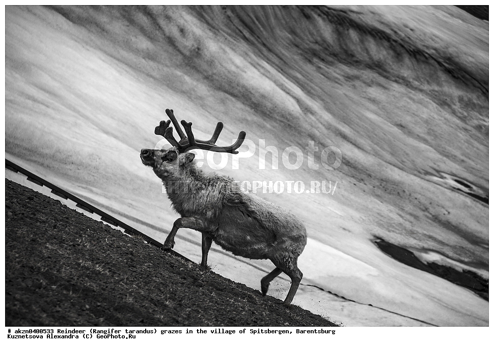 ����������,  ������,  ����������, �����, �������� �����, Rangifer tarandus, �������, ���������, ������� ���������� ������