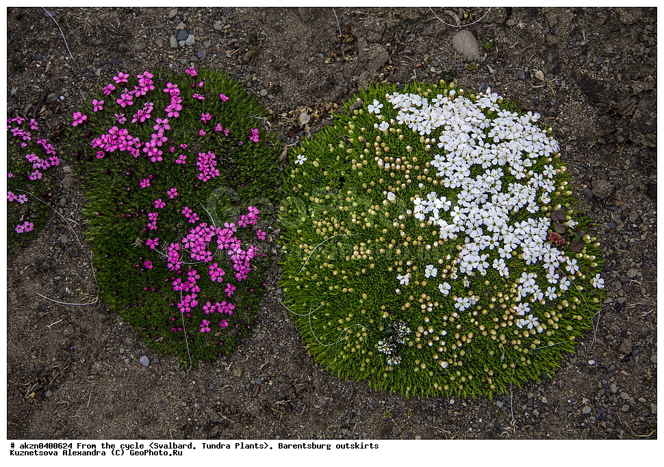 ����������, ��������, ������  ����������, ����, �����, ����������� ����� , �������, ���������, ������� ���������� ������