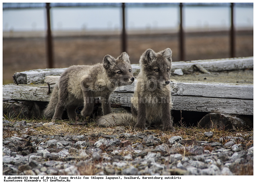  ����������,  ������,  ����������, ������, ������ ��������, �������, ���������, ������� ���������� ������