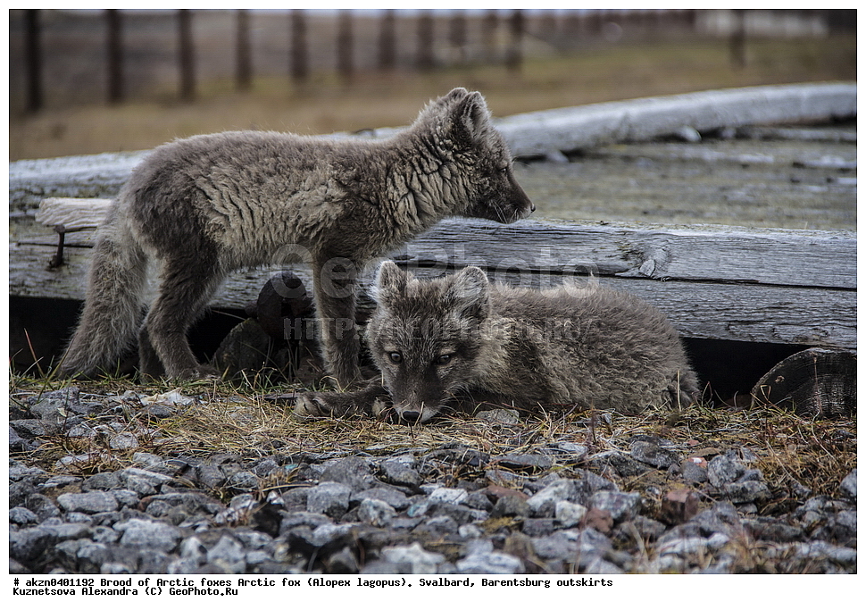  ����������,  ������,  ����������, ������, ������ ��������, �������, ���������, ������� ���������� ������