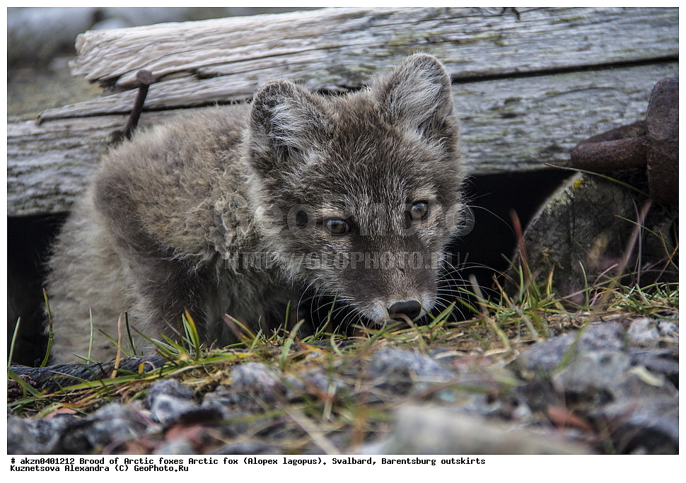  ����������,  ������,  ����������, ������, ������ ��������, �������, ���������, ������� ���������� ������