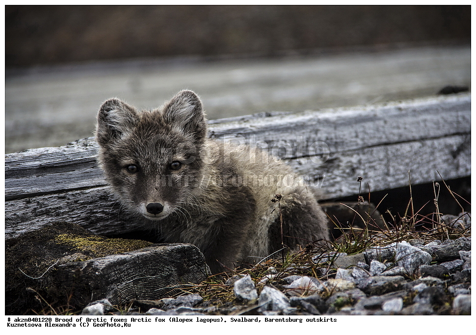  ����������,  ������,  ����������, ������, ������ ��������, �������, ���������, ������� ���������� ������