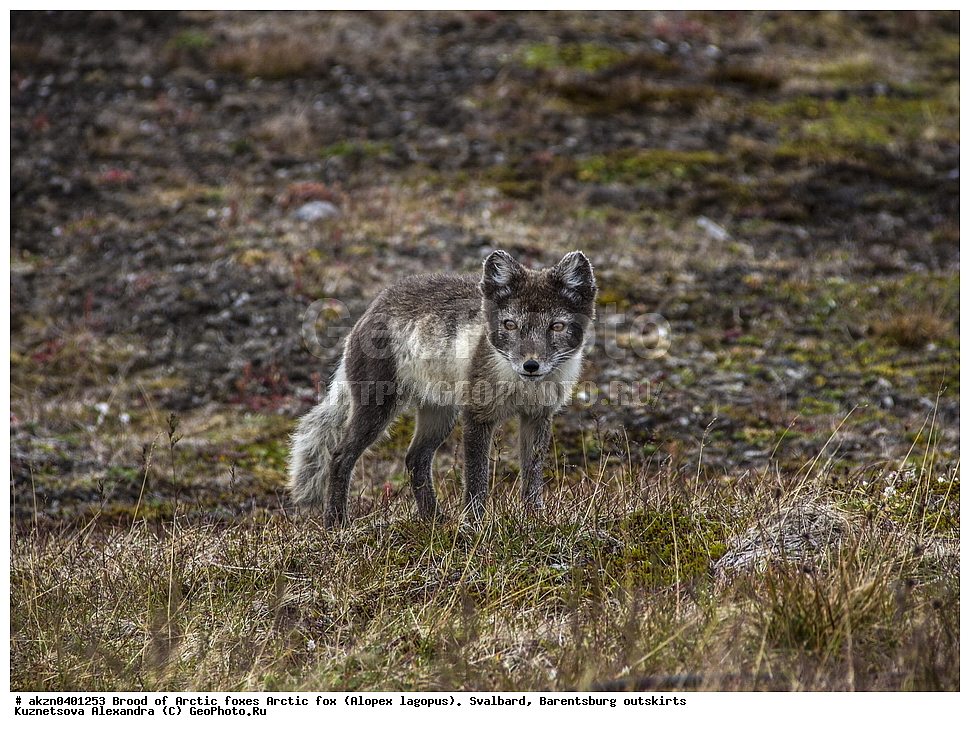  ����������,  ������,  ����������, ������, ������ ��������, �������, ���������, ������� ���������� ������