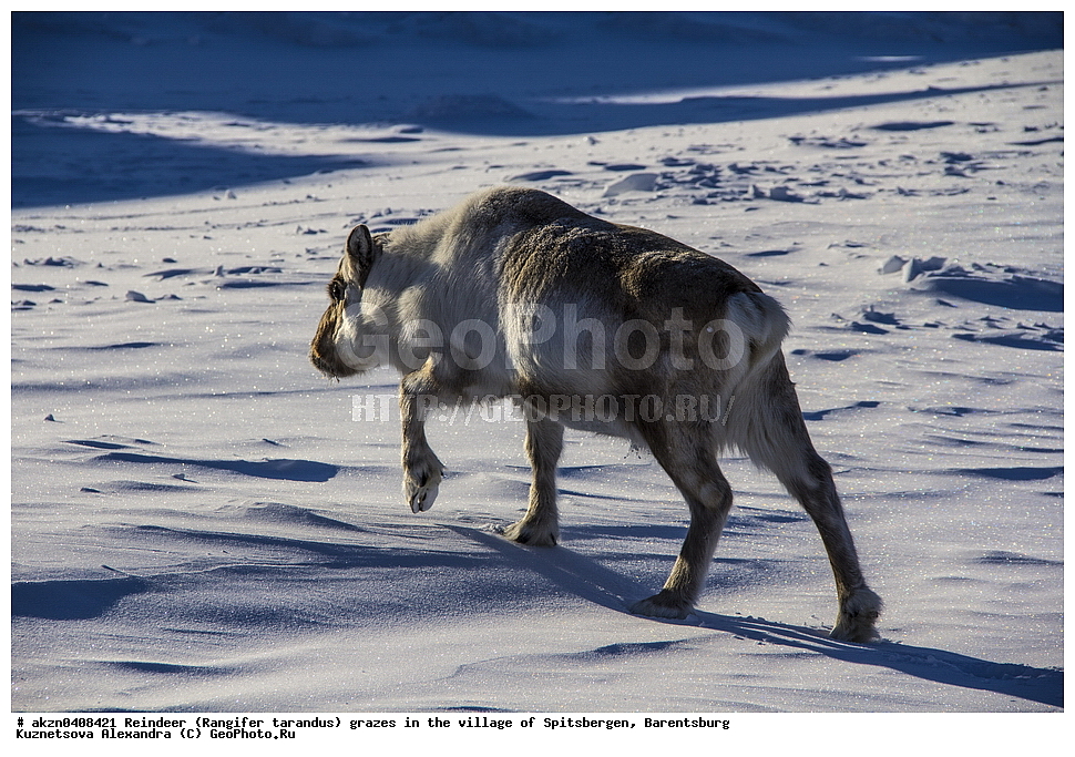 ����������,  ������,  ����������, �����, �������� �����, Rangifer tarandus, �������, ���������, ������� ���������� ������