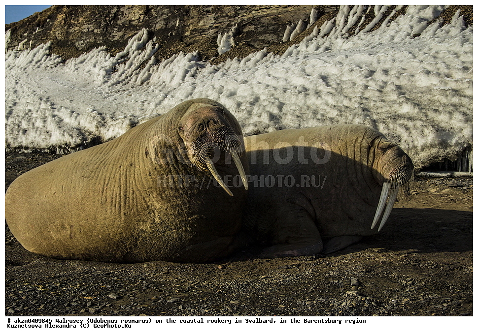����, Odobenus rosmarus, �������, ����������, ����, ��������� ����, ����������, ���������, ���������� , �������, ���������, ������� ���������� ������
