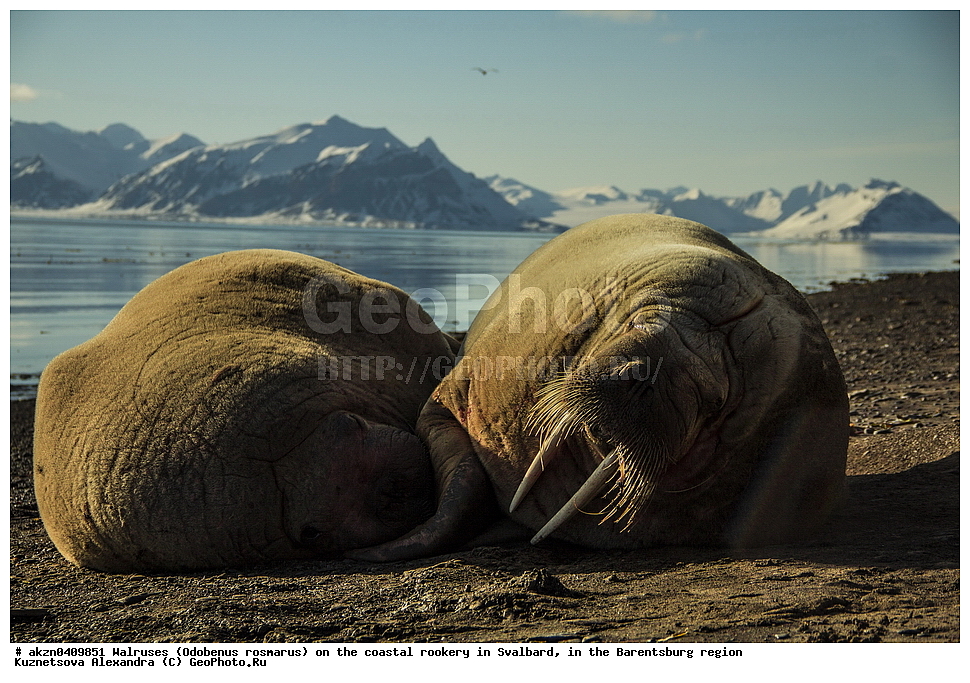 ����, Odobenus rosmarus, �������, ����������, ����, ��������� ����, ����������, ���������, ���������� , �������, ���������, ������� ���������� ������