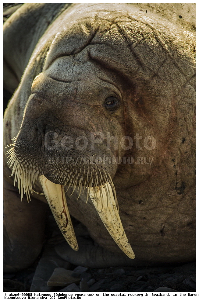 ����, Odobenus rosmarus, �������, ����������, ����, ��������� ����, ����������, ���������, ���������� , �������, ���������, ������� ���������� ������