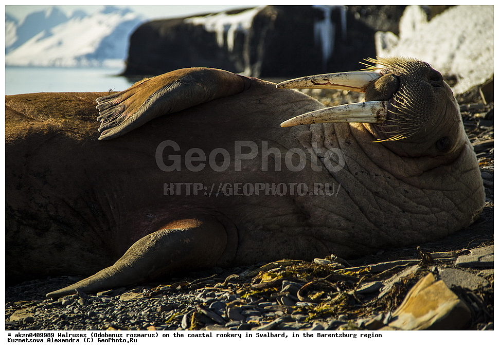 ����, Odobenus rosmarus, �������, ����������, ����, ��������� ����, ����������, ���������, ���������� , �������, ���������, ������� ���������� ������