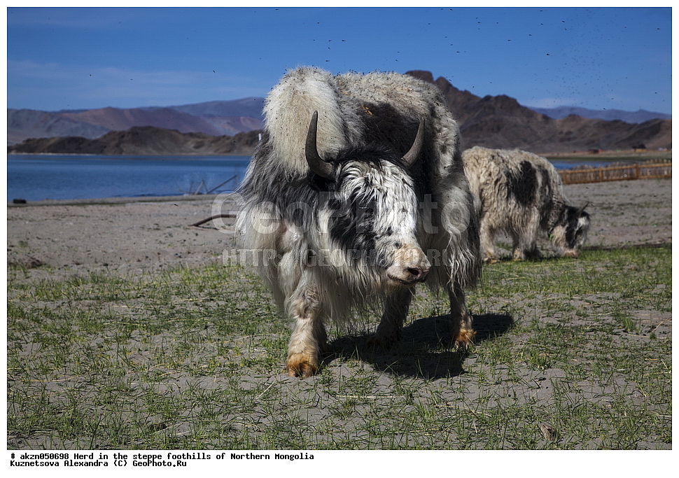 ��������, ������, ���������, ����, �����, ��������