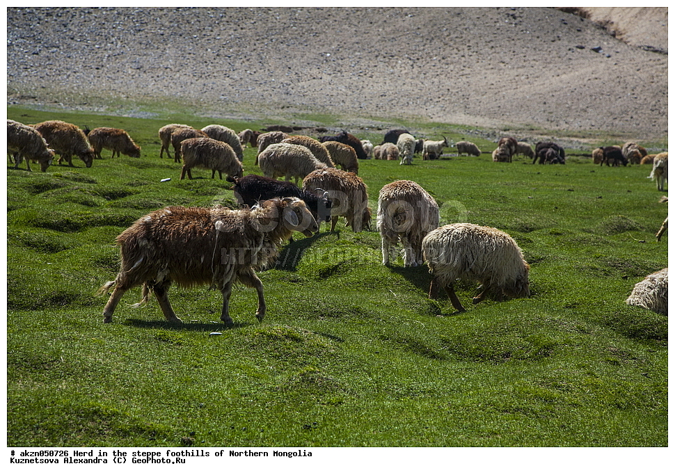 ��������, ������, ���������, ����, �����, ��������