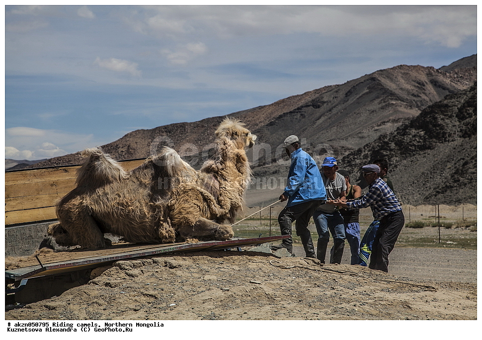  ��������, ������, ���������, ����, �������