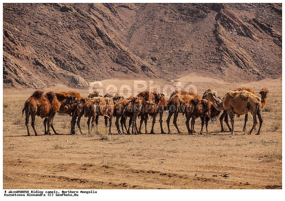  ��������, ������, ���������, ����, �������