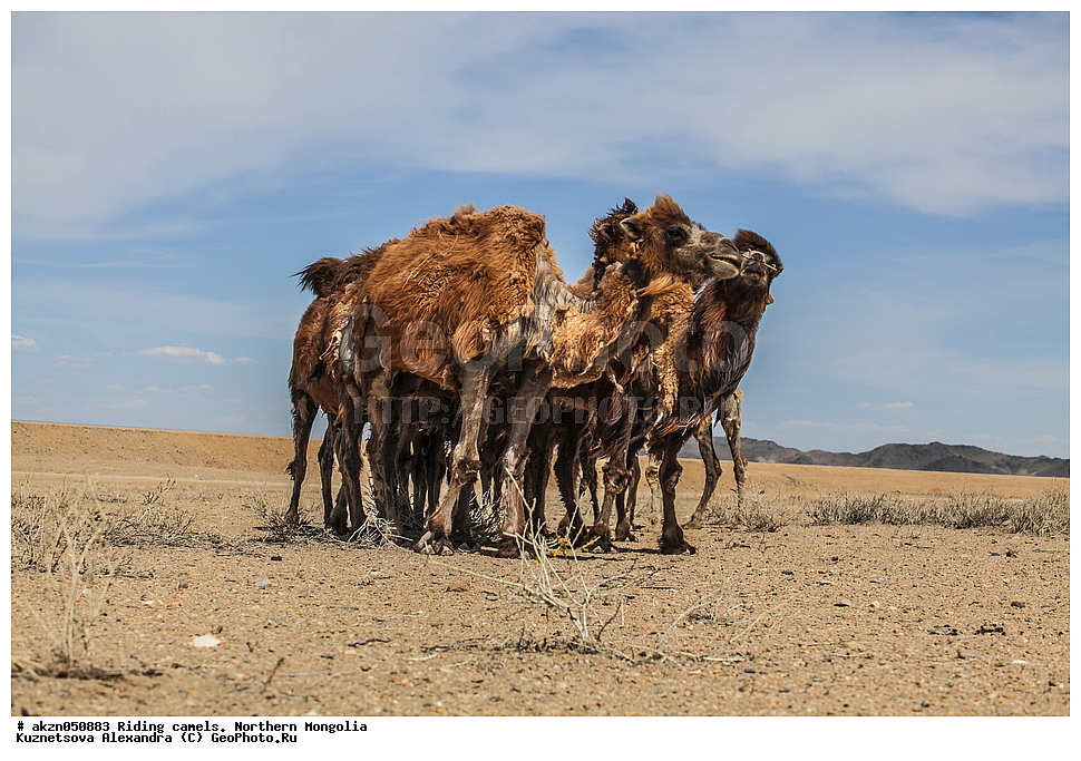  ��������, ������, ���������, ����, �������