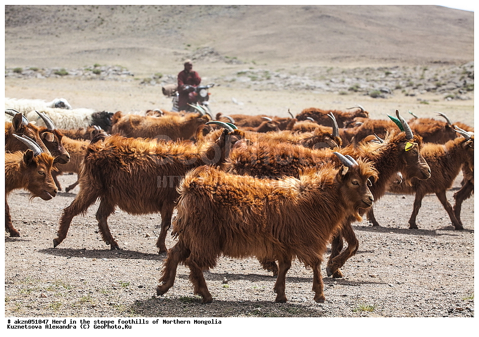 ��������, ������, ���������, ����, �����, ��������