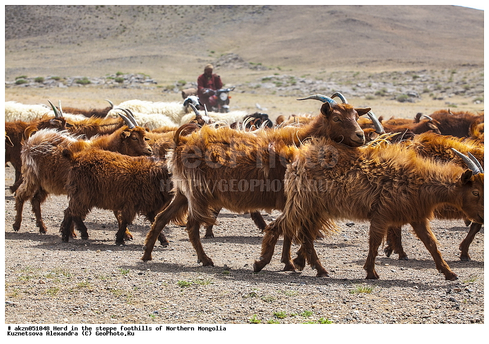 ��������, ������, ���������, ����, �����, ��������