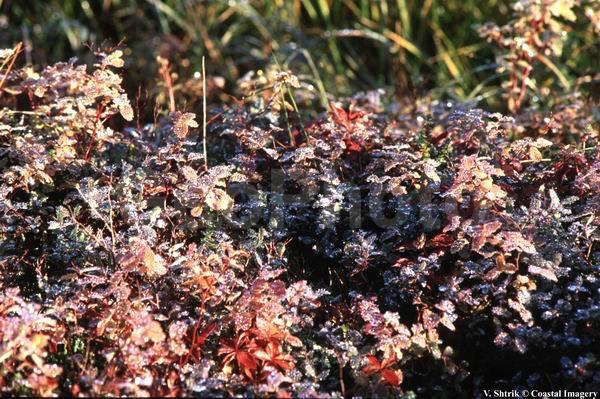 Red tundra autumn landscapes, The morning dew