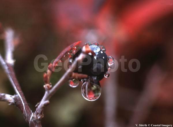 Red tundra autumn landscapes, The morning dew